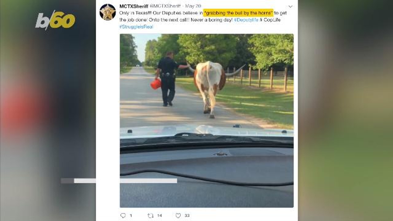 Texas Deputy 'Grabs Bull by the Horns' and Walk...