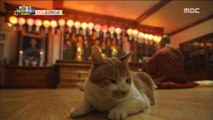 [Haha Land 2] 하하랜드2 -Cat lives in temple 20180523