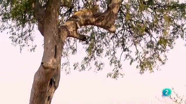 LA ÚLTIMA BATALLA DEL LEOPARDO CAZADORES DE ÁFRICA ANIMALES SALVAJES Documental Fauna part 1/2