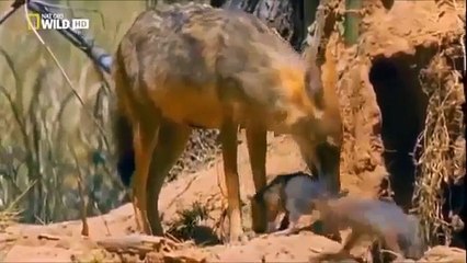 TIGRES  | LA VENGANZA DEL TIGRE |  Documental de Animales Salvajes part 2/2