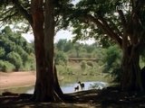 Documental de Animales Cocodrilos y Leones en el Rio Mara part 1/2