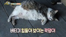 [Haha Land 2] 하하랜드2 -A pregnant cat is an emergency20180523