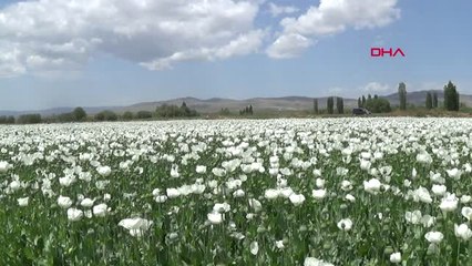 Afyonkarahisar Haşhaş Tarlaları Tablo Gibi