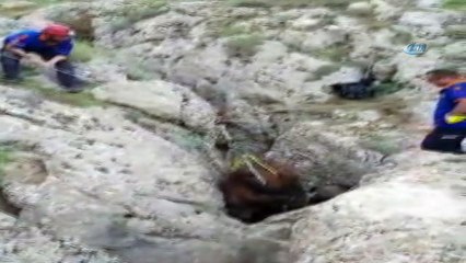 Kayalıklara sıkışan atı AFAD ekipleri kurtardı
