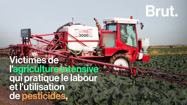 Ces 5 espèces communes pourraient disparaître