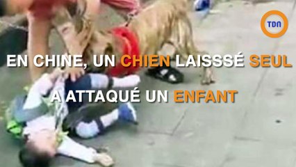 Un chien s'en prend à un enfant dans la rue