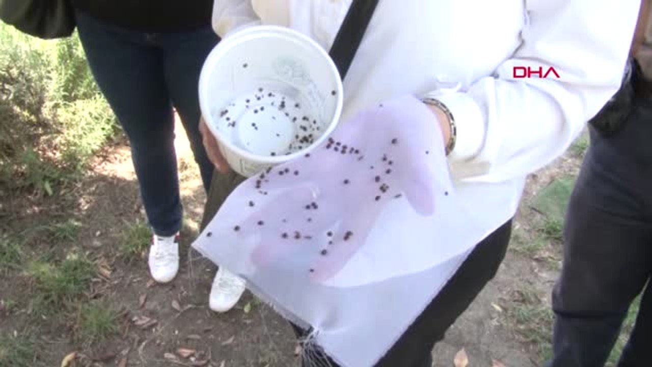 Mersin Mersin'de Doğayı Uğur Böcekleri Koruyacak Hd