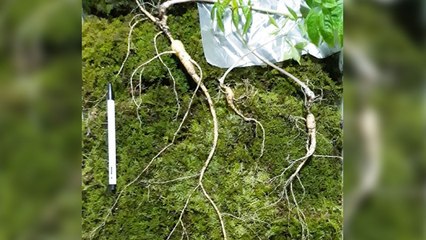 남원 지리산 자락서 120년 된 산삼 발견 / YTN