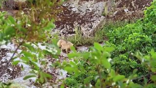 Amazing Bison Save Baby From Wolf Hunting - Buffalo Bison vs Wolf Animals Save Another Animals