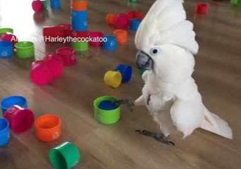 Toy Tower Block Dismantled as Ruthless Cockatoo Wreaks Havoc