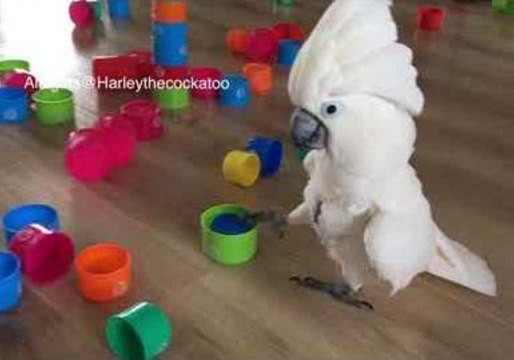 Toy Tower Block Dismantled as Ruthless Cockatoo Wreaks Havoc