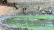 Documental de Animales Cocodrilos y Leones en el Rio Mara part 2/2