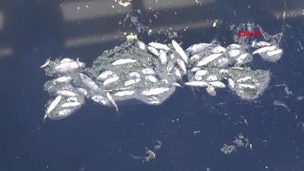 Aydın Balık Ölümleri Balıkçıları da Kızdırdı