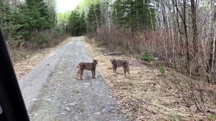 Dispute de lynx