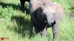 Amazing Elephant Save Baby Elephant From Crocodile Hunting   Animals Hunting Fail