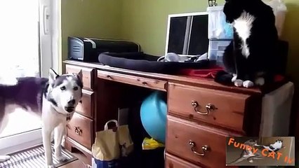 Cats and Dogs Meeting Each other For The First Time