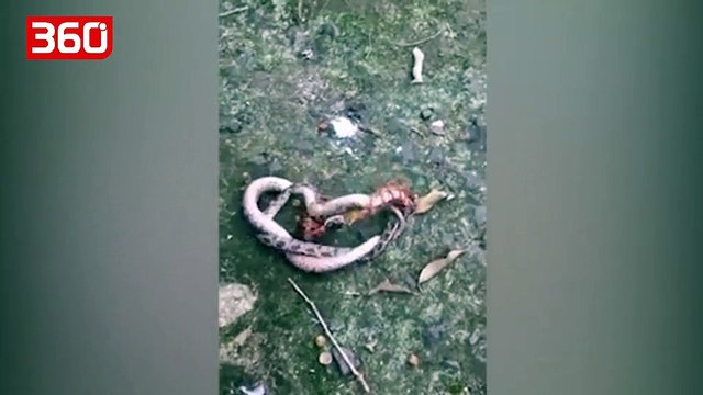 Ndiqni betejën epike mes një gjarpri dhe një shumëkëmbëshi, kush do të fitojë? (360video)