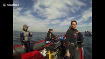 Brave diver sticks hand just metres away from rare Mako shark