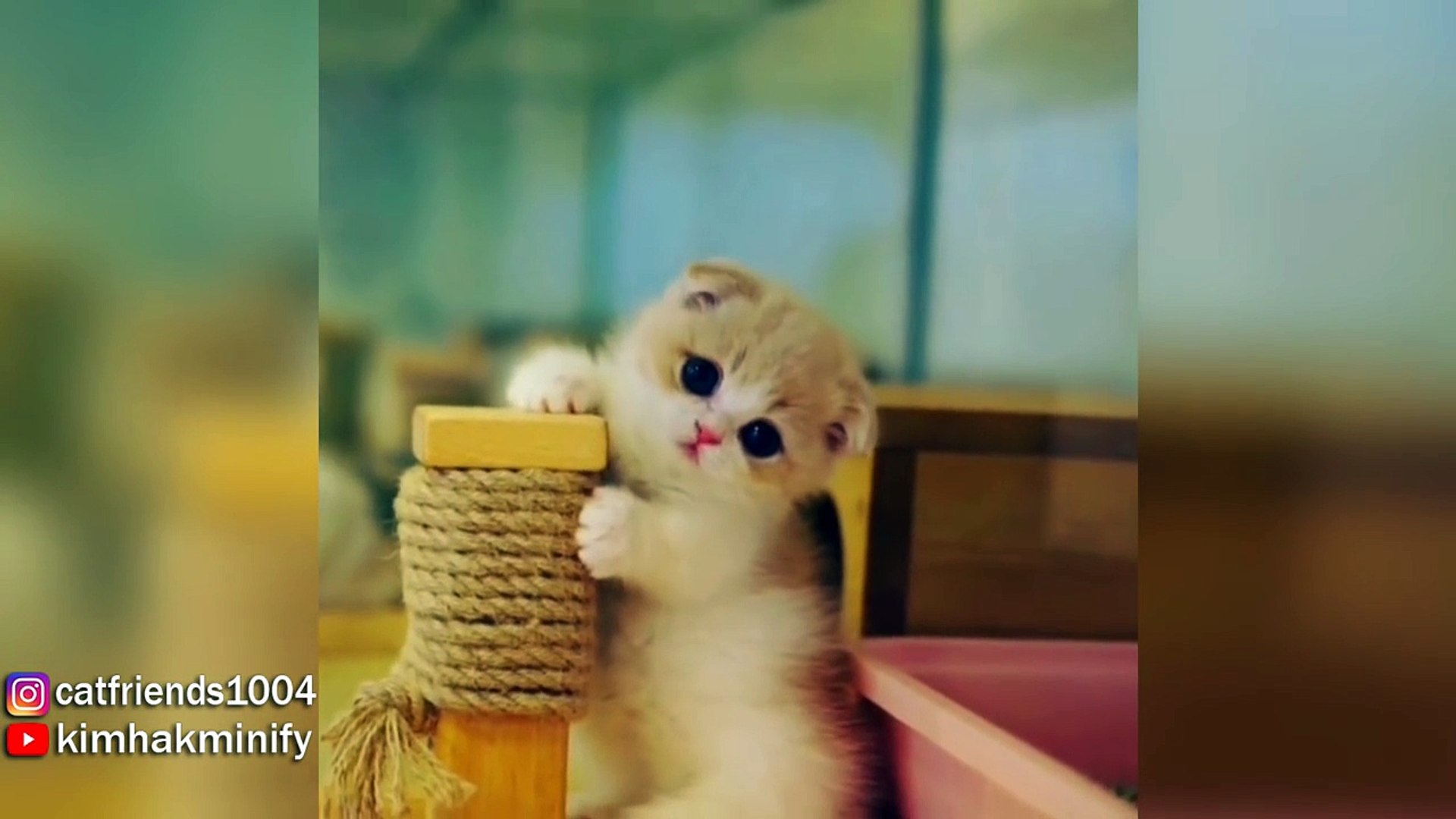 Adorable Munchkin Kittens That Will Make You Fall In Love - video  Dailymotion