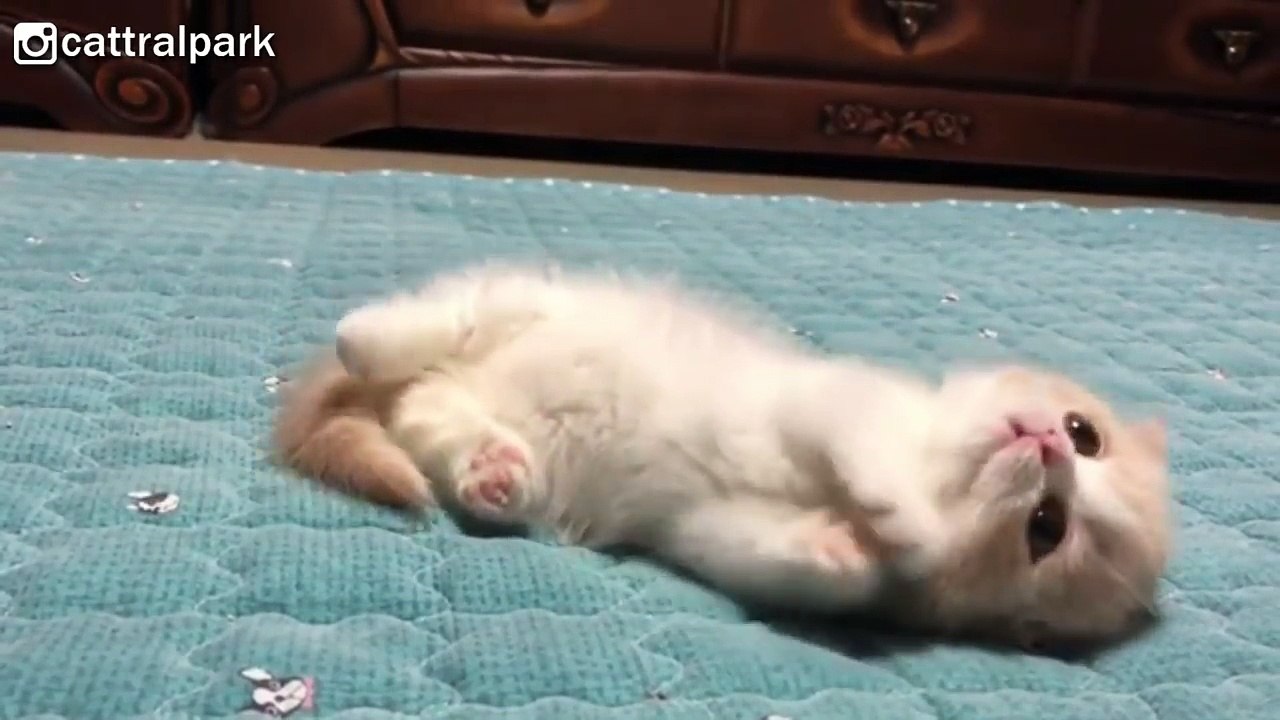 This Baby Munchkin Kitten Will Melt Your Heart
