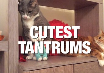 Adorable Temper Tantrums