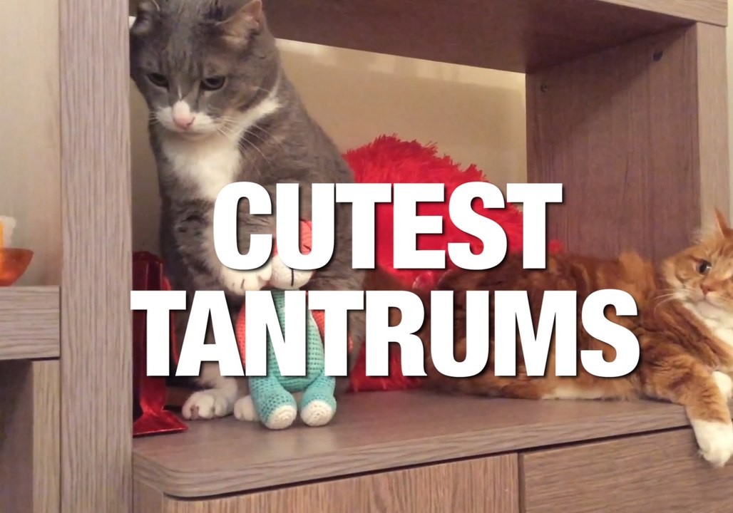 Adorable Temper Tantrums