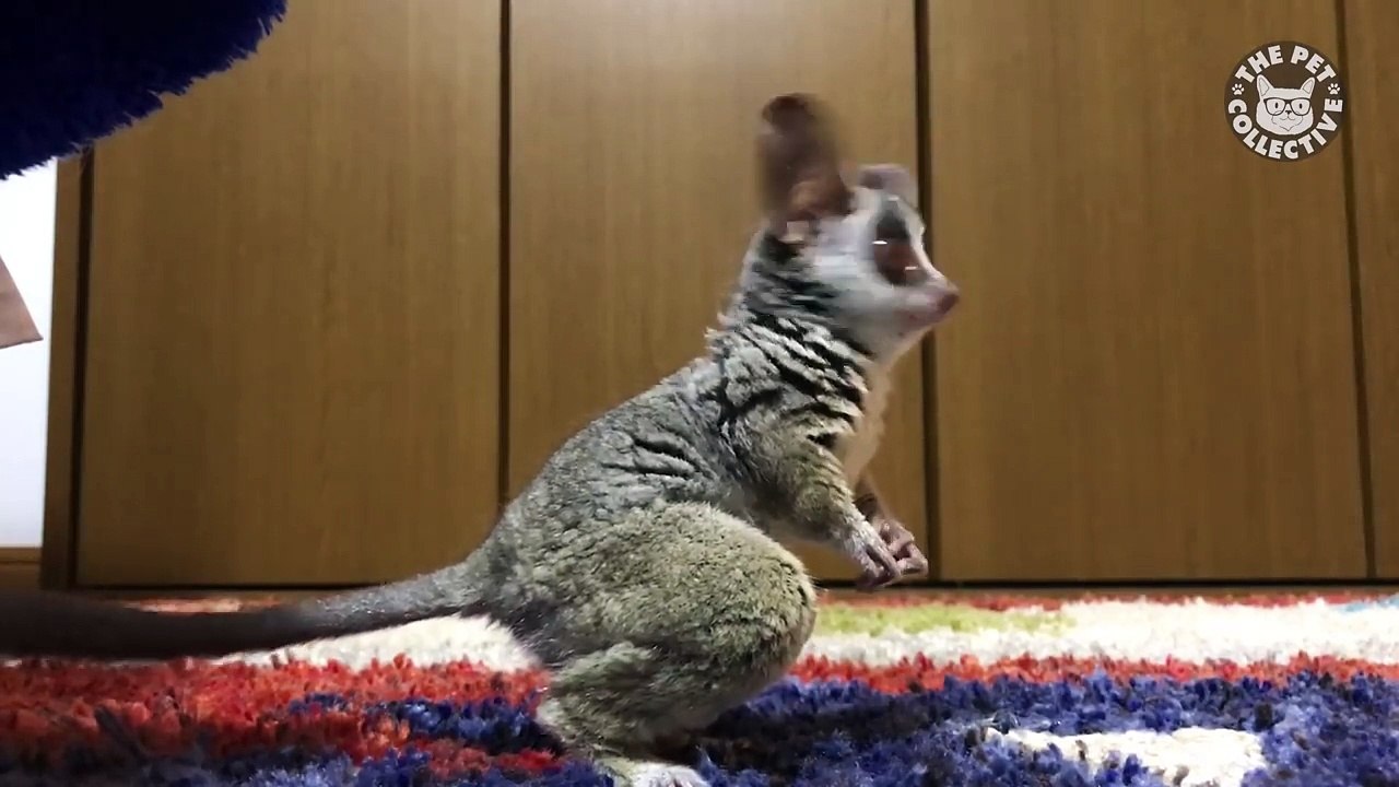 Confused Animals - Funny Pet Video Compilation - video Dailymotion