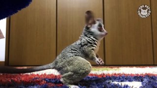Confused Animals - Funny Pet Video Compilation