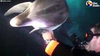 Dolphin Asks Diver For Help - The Dodo