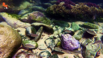 WILL IT INK?! - Catching an Octopus