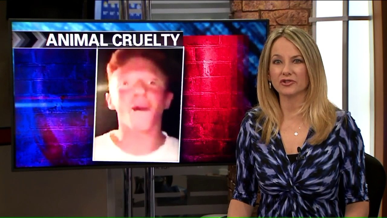 Man Cited After Cat-Throwing Video Surfaces on Social Media