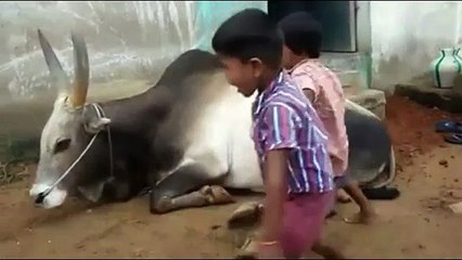 Kids Playing With Big Bull without any fear...!!!!!
