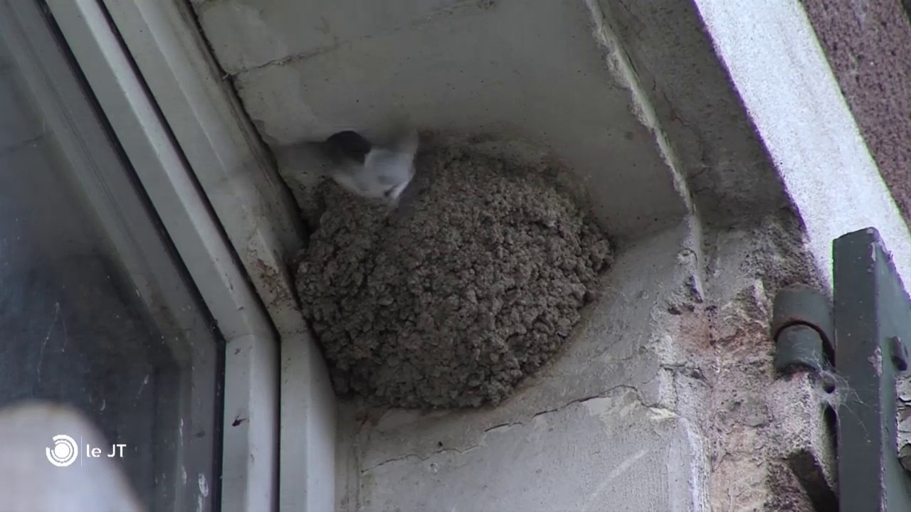 ENVIRONNEMENT/ Les hirondelles ont-elles déserté la région? - 23/05/2018