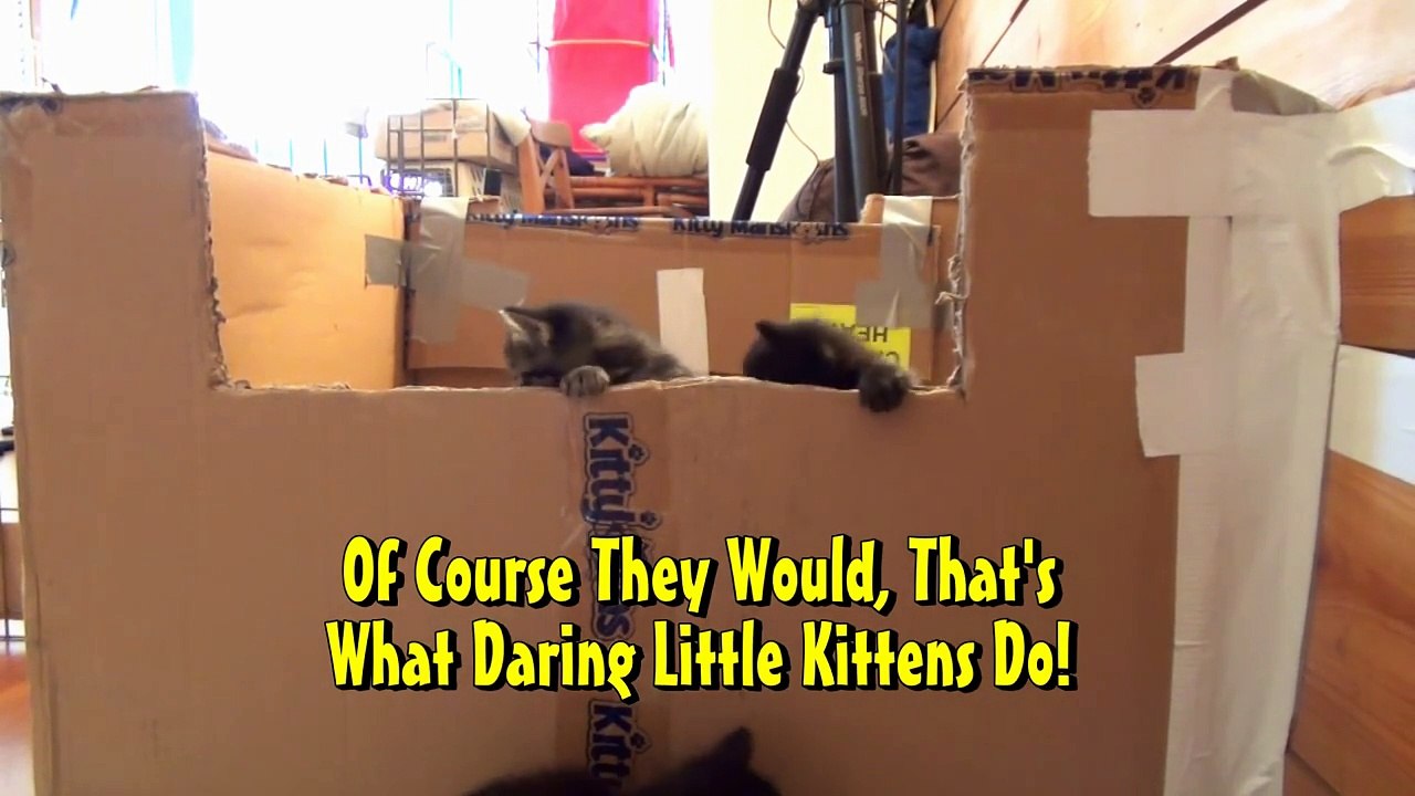 The Great Kitten Escape
