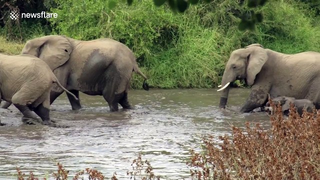 Caring mother elephant helps her struggling baby out of river