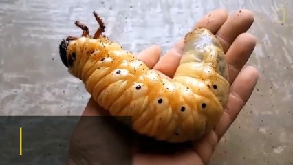 Watch a Hercules Beetle Metamorphose Before Your Eyes | Nat Geo Wild
