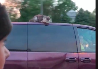 Download Video: Cat Stuck on Van Roof Gets Ride of Its Life