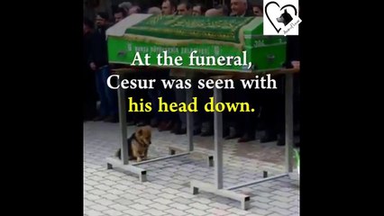 A Sad Story of a Loyal Dog and His Master