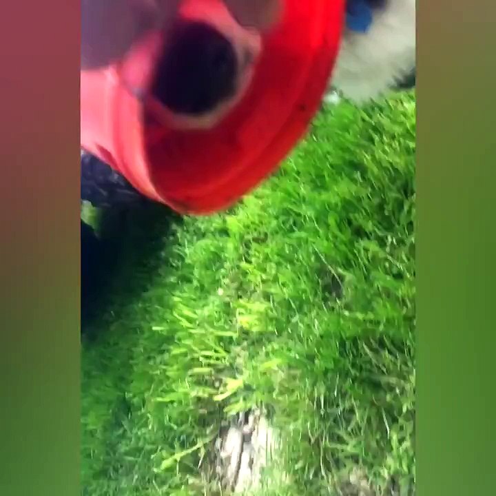 Dog Messed Up