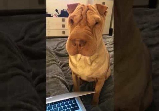 Cute Dog Politely Demands Owner's Attention
