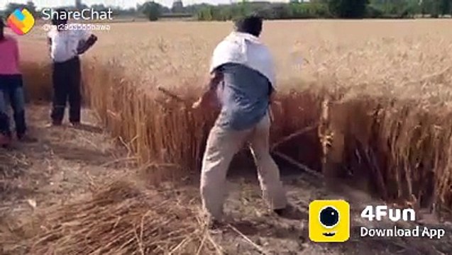 Wheat Harvesting Amazing Technology