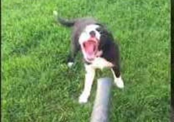 Excitable Pup Faces Off With a Leaf Blower