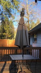 Cat's Leap of Faith Goes Wrong