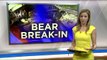 Bear Breaks Into Car, Destroys It
