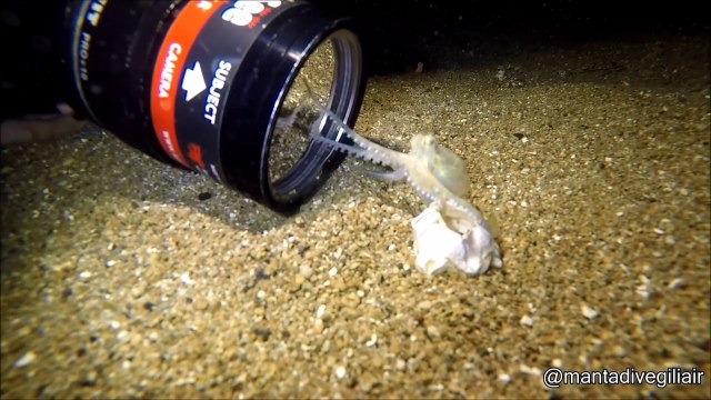 Un bébé poulpe découvre une caméra et vient dire bonjour