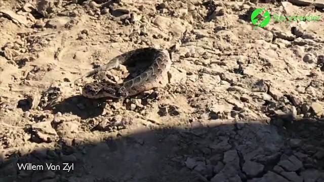 Effrayant : ce serpent saute pour mordre à la vitesse de l'éclair !