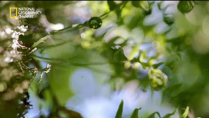 グレート･ヒューマン 人類をたどる旅 #10 「終わりなき旅」