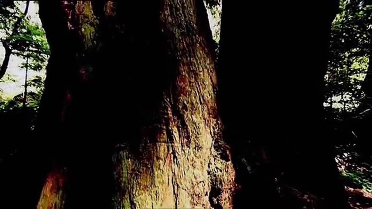 THE SECRET WORLD OF THE PLANTS