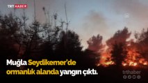 Muğla'da 20 hektar ormanlık alan yangında zarar gördü