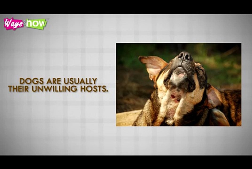 How to Remove a Tick from a Dog - Dog Ticks Removal